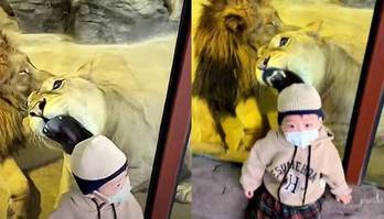 Criança ignora leões que tentaram devorá-la pelo vidro em zoológico (Reprodução/YouTube/ USA TODAY)